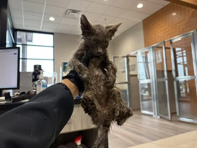 A baby small-sized female Domestic Medium Hair cat named Amber for adoption in Garland, TX