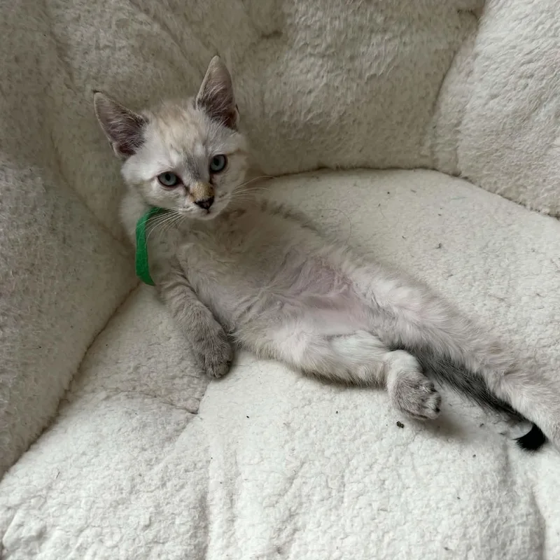 A baby medium-sized male Chocolate Point Siamese cat named Elvis for adoption in Fairborn, OH