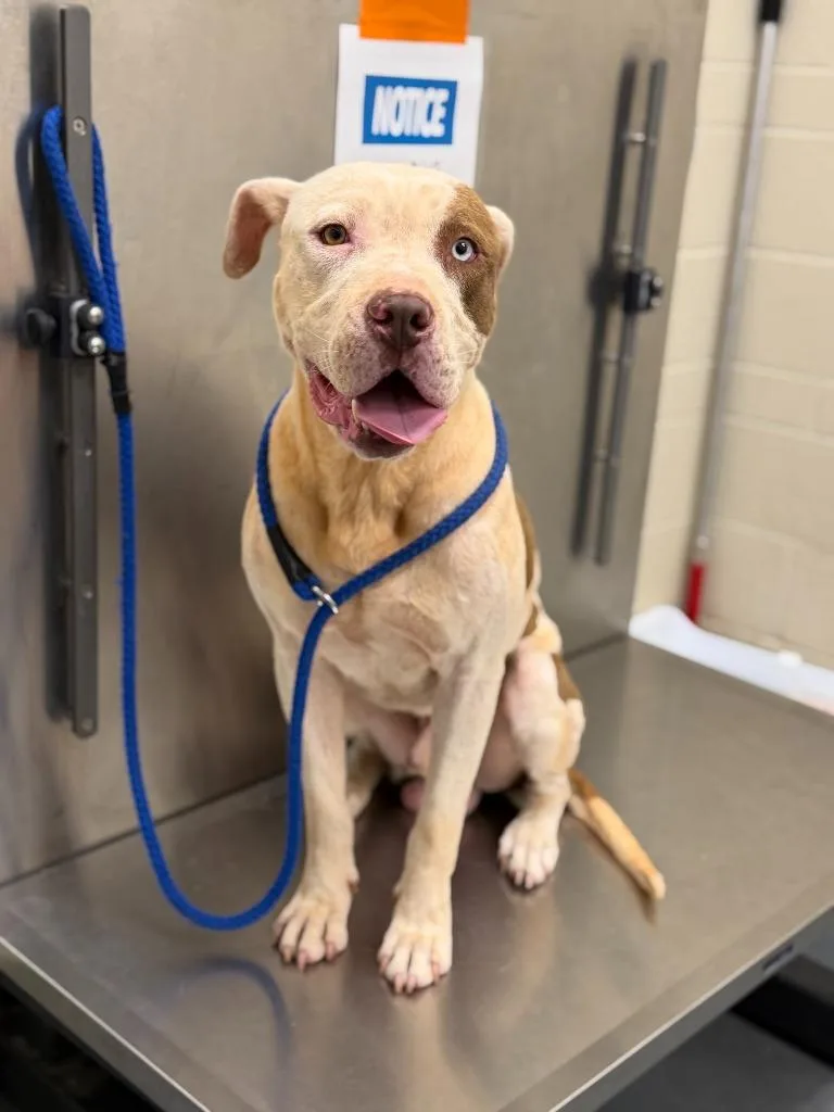An adult large-sized male Pit Bull Terrier dog named Gunner for adoption in Winder, GA