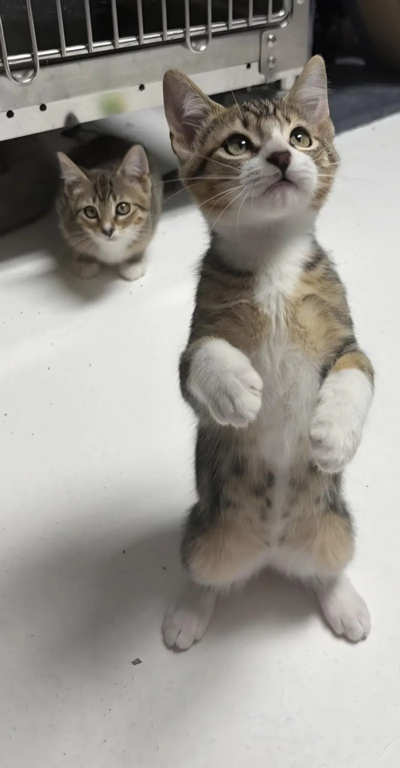 A baby medium-sized male Tabby (Tiger Striped) Domestic Short Hair cat named Lifan for adoption in Houston, TX