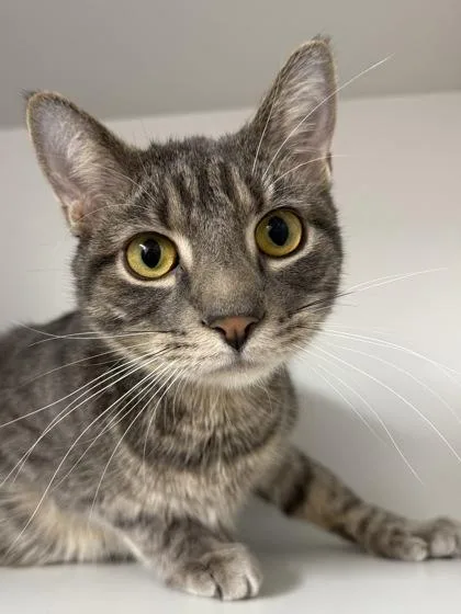 An adult medium-sized male Domestic Short Hair cat named Leo for adoption in West Chester, PA