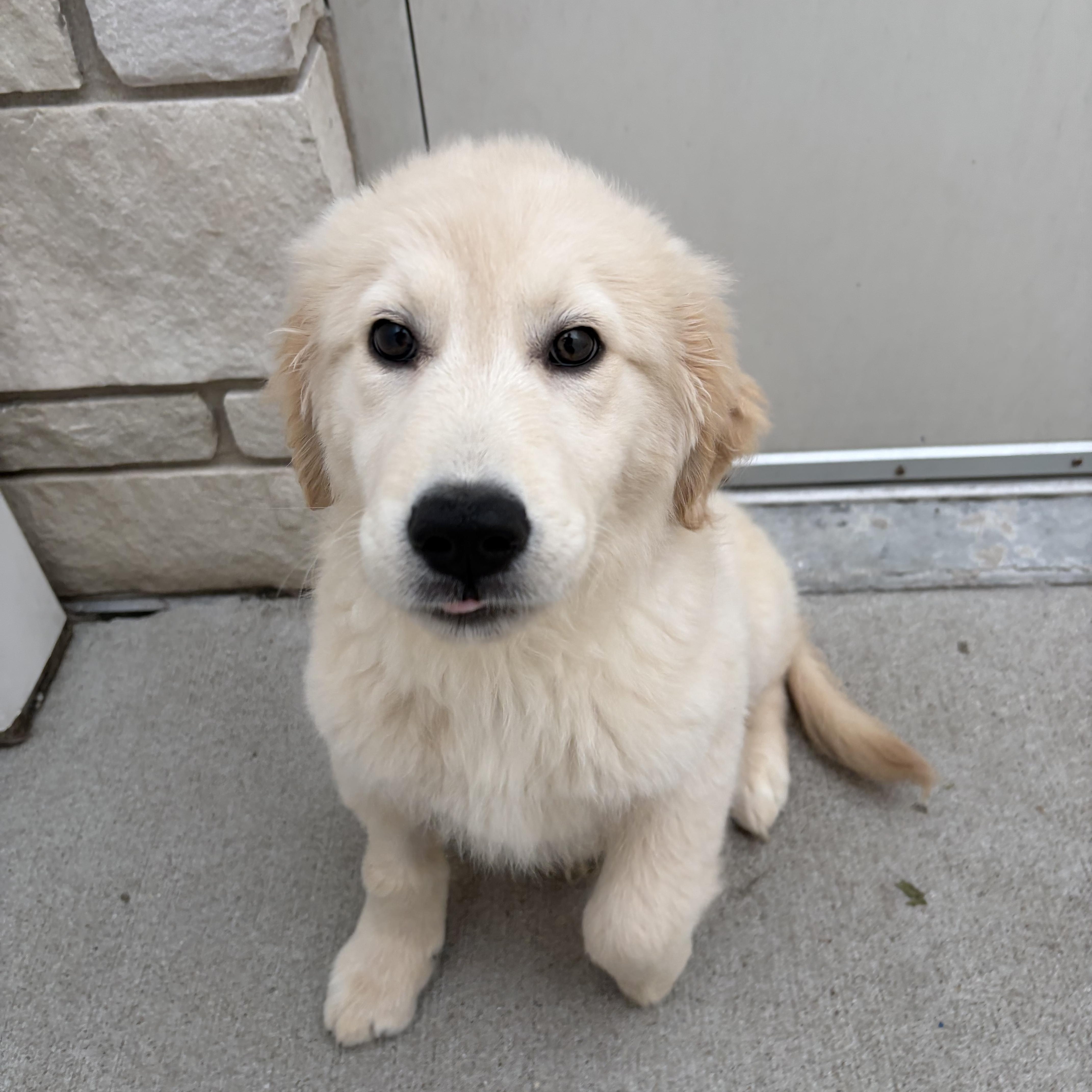 A baby large-sized male Apricot / Beige Golden Retriever dog named Boone for adoption in St. John, IN