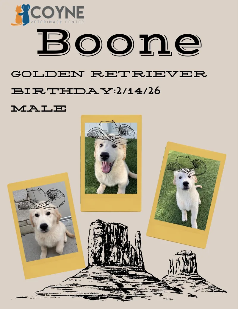 Boone thumbnail 5