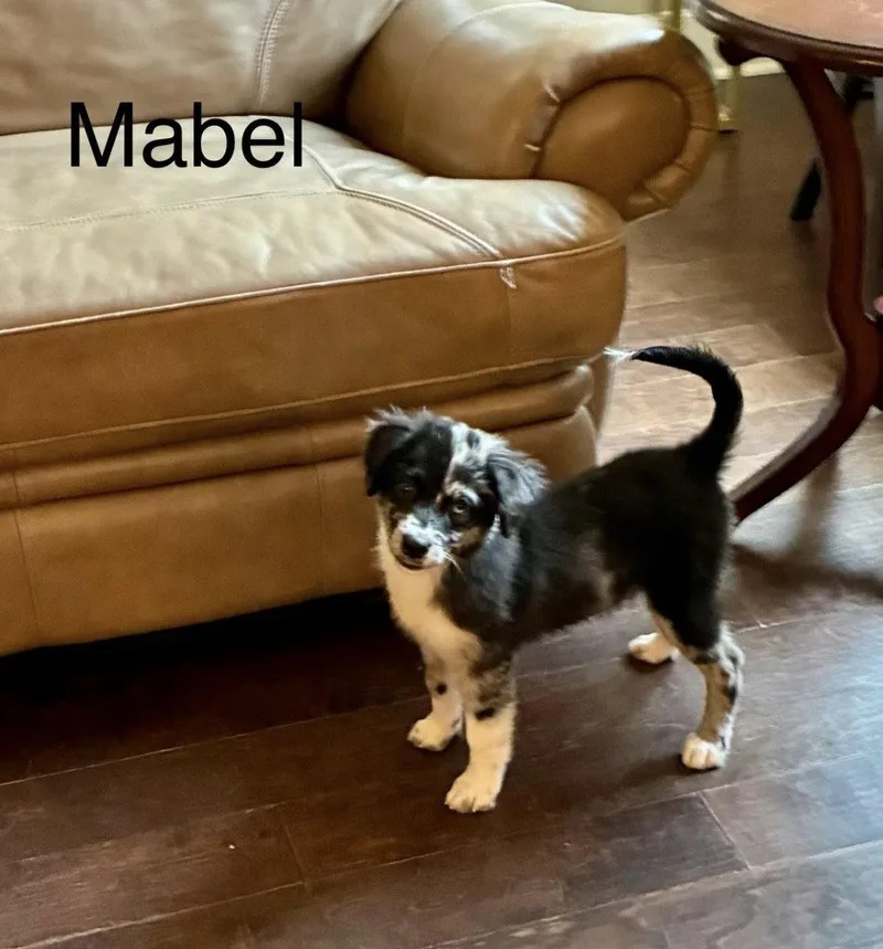 Mabel Lonestar thumbnail 2