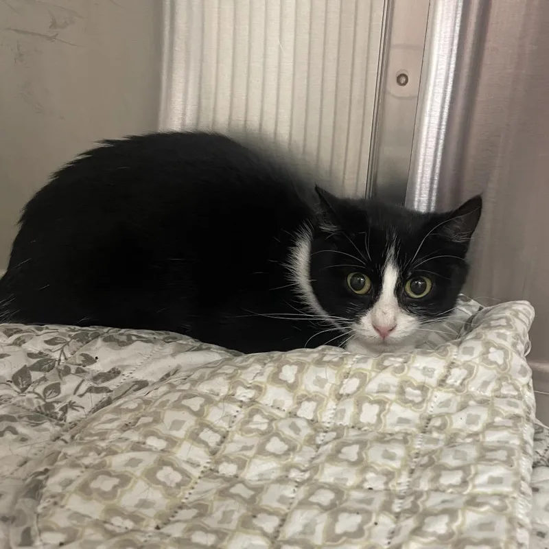 An adult medium-sized female Domestic Short Hair cat named Honda for adoption in East Smithfield , PA