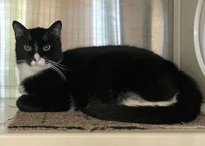 An adult medium-sized male Domestic Short Hair cat named Freddy for adoption in Akron, OH