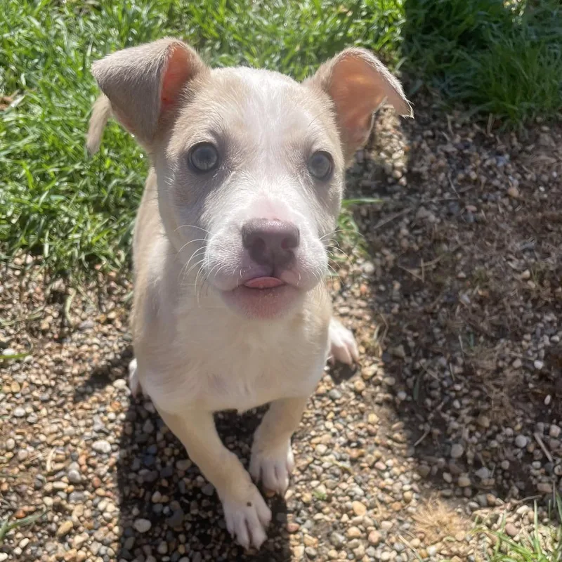 A baby small-sized female White / Cream Cattle Dog dog named Liliana for adoption in West Des Moines, IA