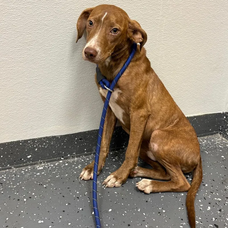 A young medium-sized male Brown / Chocolate Mixed Breed dog named Camino for adoption in Columbiana, AL