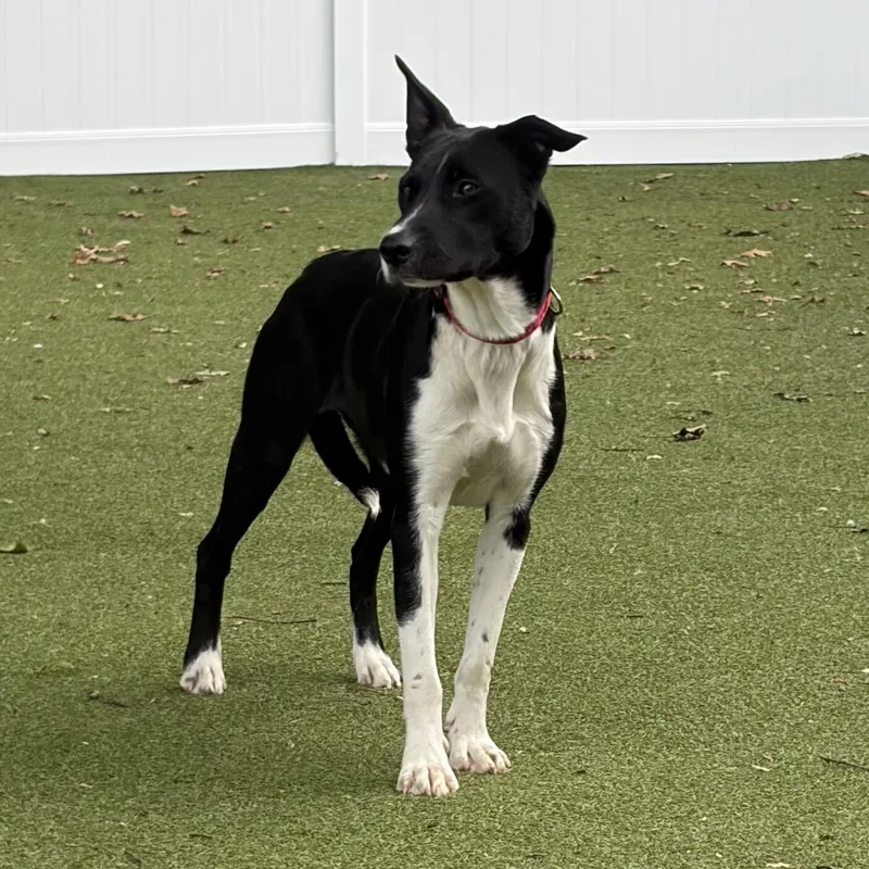 A young medium-sized female Border Collie dog named Penny for adoption in New Bedford, MA
