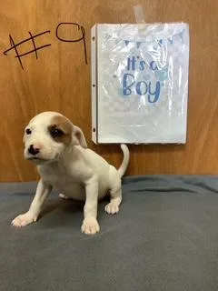 A baby small-sized male Jack Russell Terrier dog named Terrence for adoption in Welling, OK