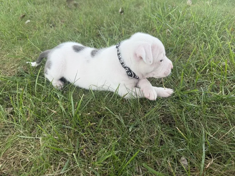 A baby medium-sized female Gray / Blue / Silver Mixed Breed dog named Risk for adoption in Clinton Township, MI