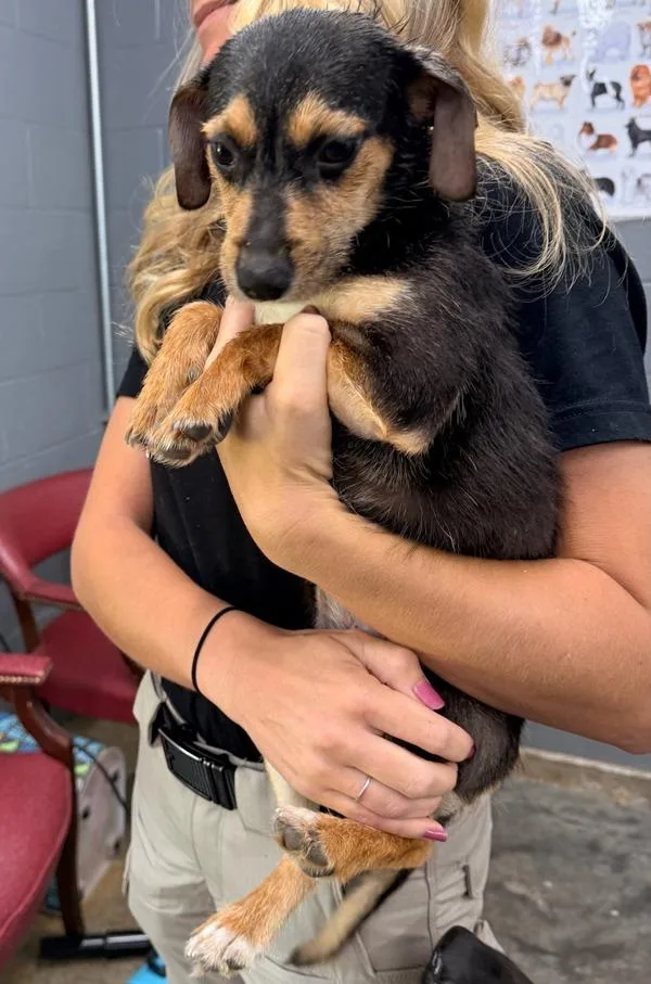 A baby small-sized female Terrier dog named Zara for adoption in Campbellsville, KY