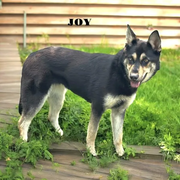 Jollly Joy thumbnail 2