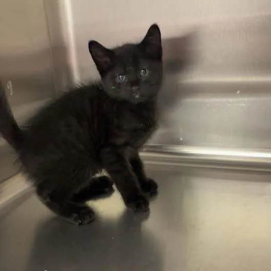 A baby small-sized male Black Domestic Short Hair cat named Magic for adoption in Blairsville, GA