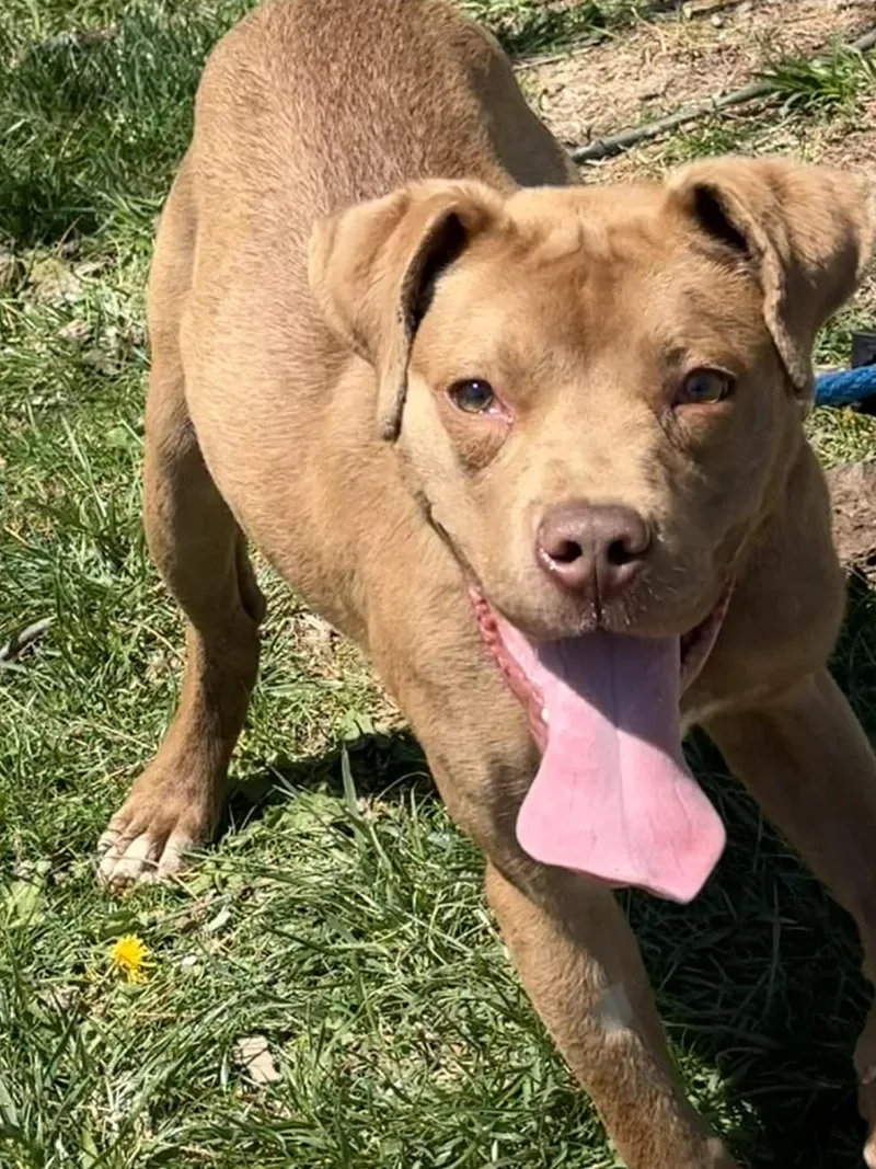 A young medium-sized male Yellow / Tan / Blond / Fawn Pit Bull Terrier dog named Rumble for adoption in Springfield, IL