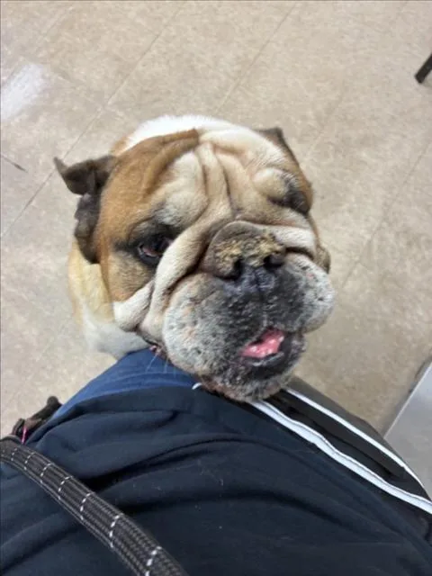 Meatball