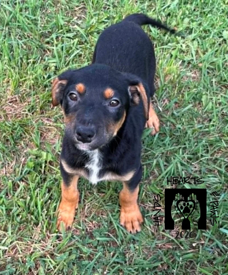 A baby medium-sized male Black Hound dog named Bennett for adoption in Omaha, NE