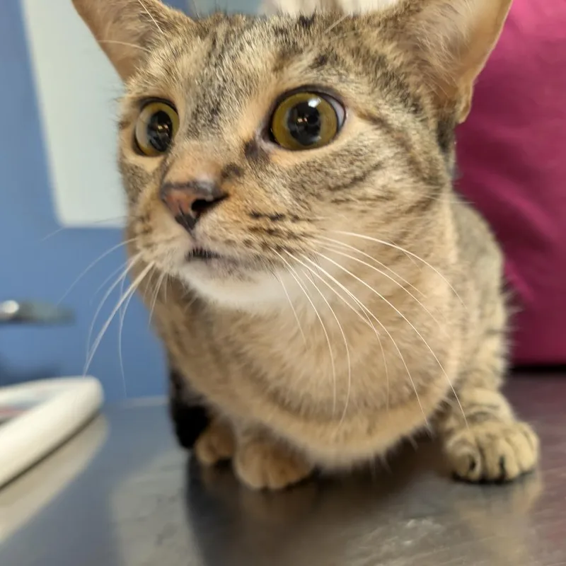 An adult medium-sized female Brown / Chocolate Domestic Short Hair cat named Nori for adoption in DeKalb, IL