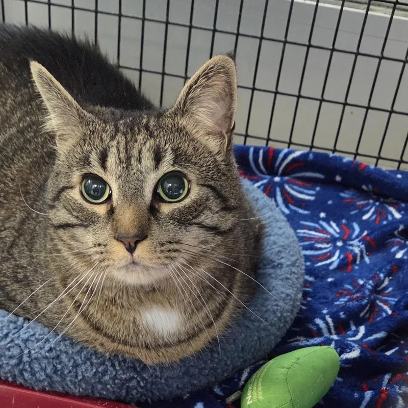 An adult extra large-sized male Gray / Blue / Silver Domestic Short Hair cat named Truman for adoption in Camden, DE
