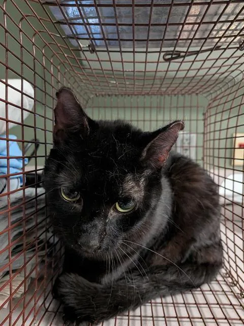 An adult medium-sized female Domestic Short Hair cat named Cobaltite for adoption in Jacksonville, FL