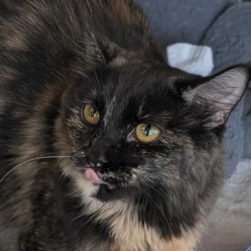 An adult medium-sized female Tortoiseshell Domestic Short Hair cat named Ragamuffin for adoption in Asheville, NC