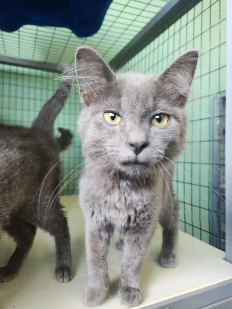 A young medium-sized male Domestic Medium Hair cat named Lavender for adoption in Crossville, TN