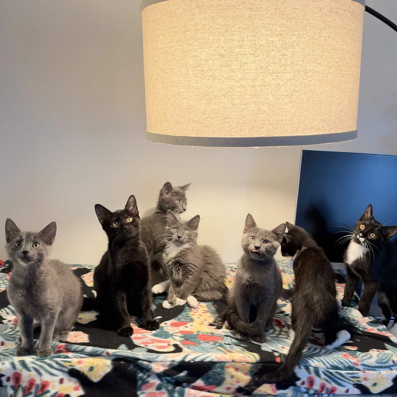 A baby medium-sized female Domestic Short Hair cat named The Flood Litter for adoption in Weehawken, NJ