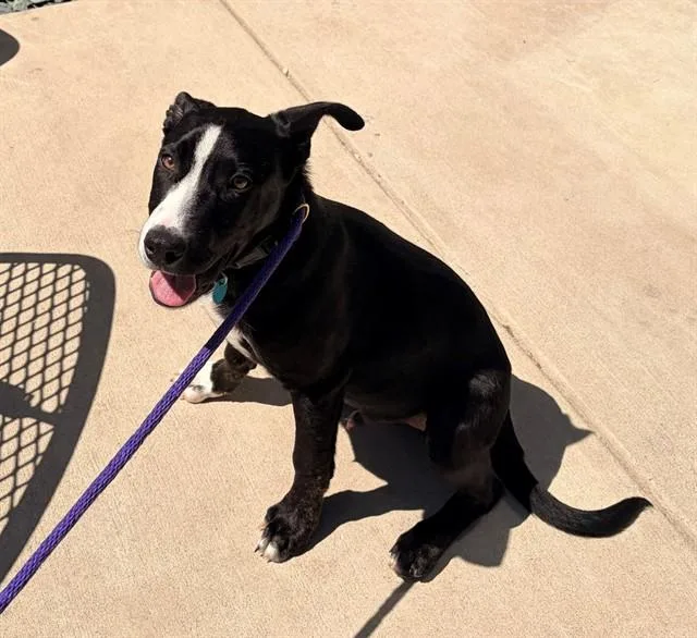 A baby small-sized male Labrador Retriever dog named Geranium for adoption in Leesburg, VA