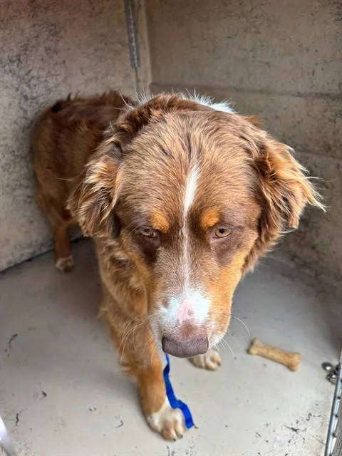 A young large-sized female Australian Shepherd dog named A for adoption in Oklahoma City, OK