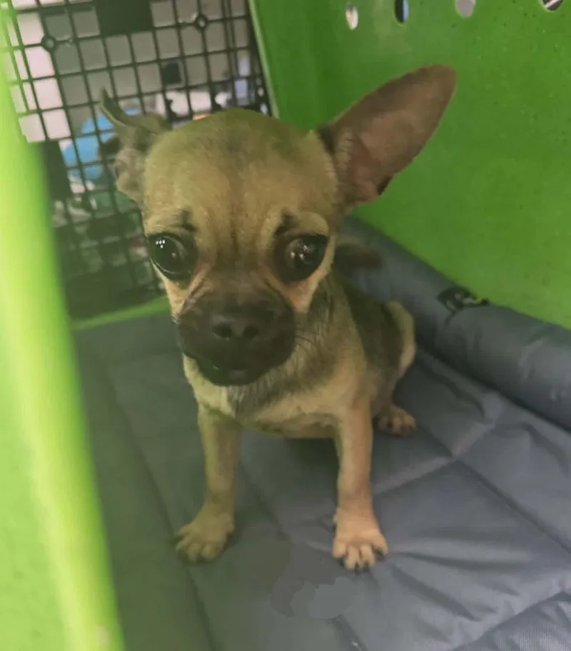 A baby small-sized female Yellow / Tan / Blond / Fawn Chug dog named Malbeca for adoption in Tulsa, OK