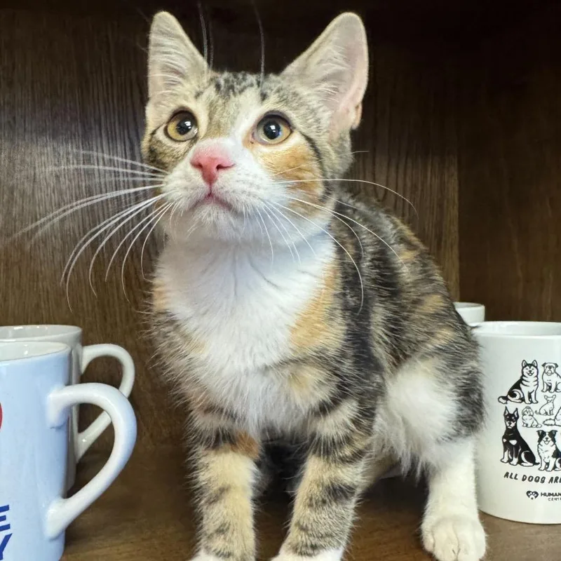 A baby small-sized female Domestic Short Hair cat named Boba for adoption in Waco, TX