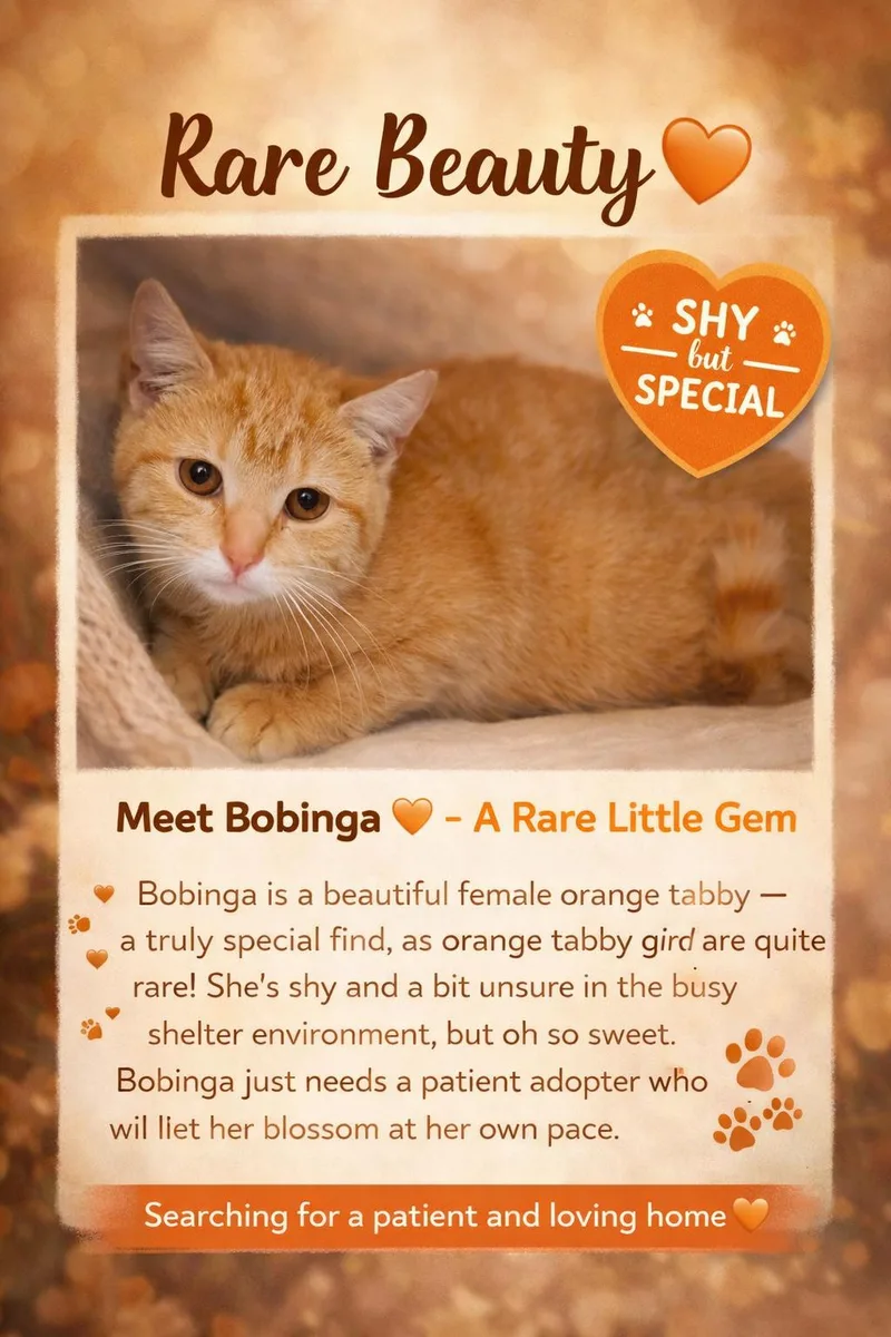 Bobinga thumbnail 3