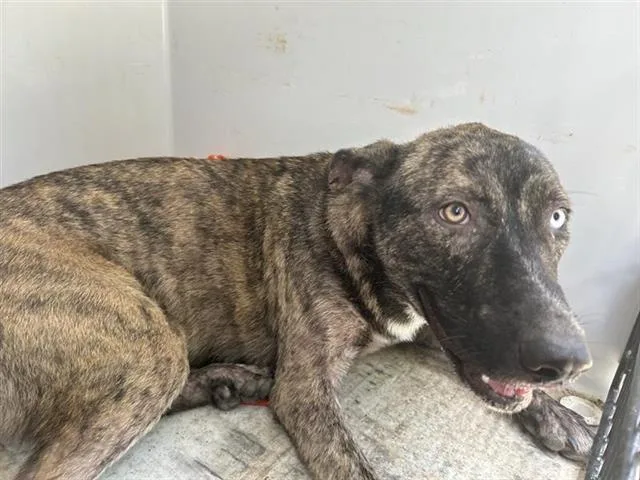 A young medium-sized female German Shepherd Dog dog named A for adoption in Houston, TX
