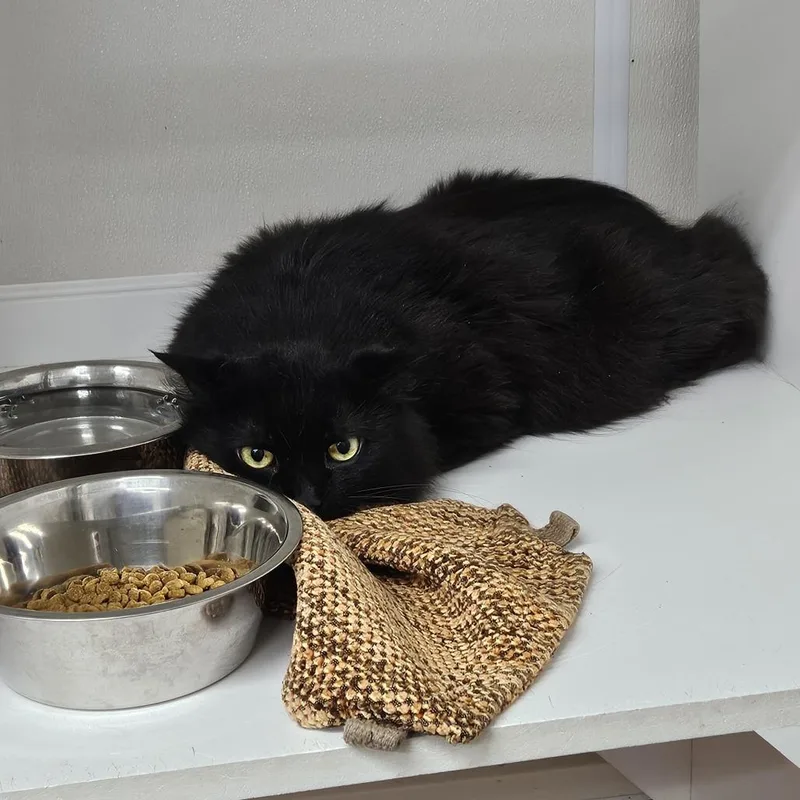 Binx