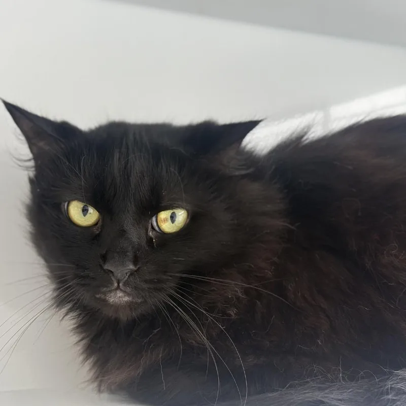 Binx thumbnail 3