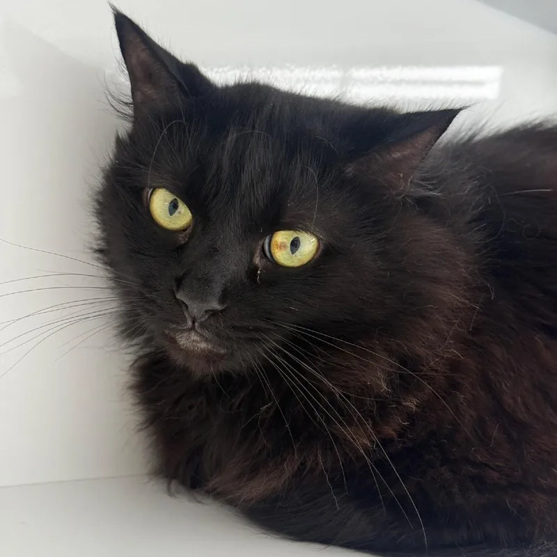 Binx thumbnail 4