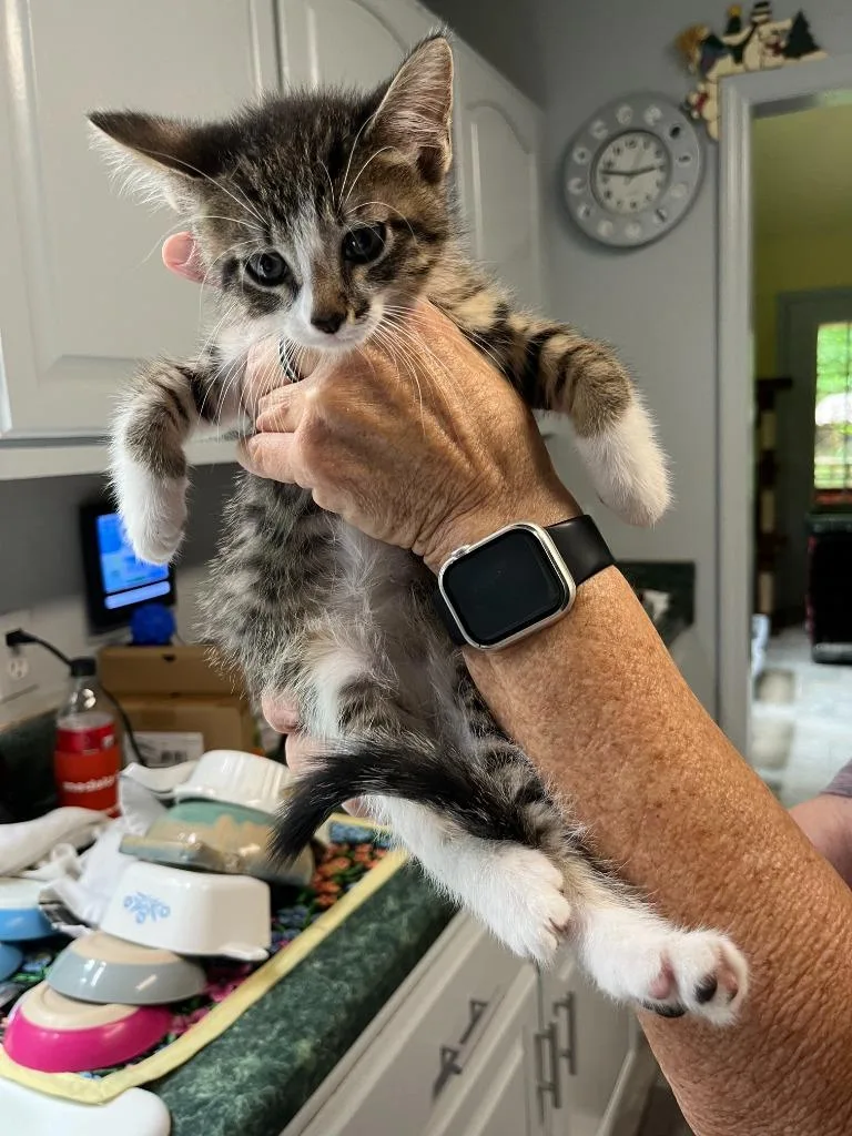 A baby medium-sized male Domestic Short Hair cat named Duke Earl for adoption in Fort Oglethorpe, GA
