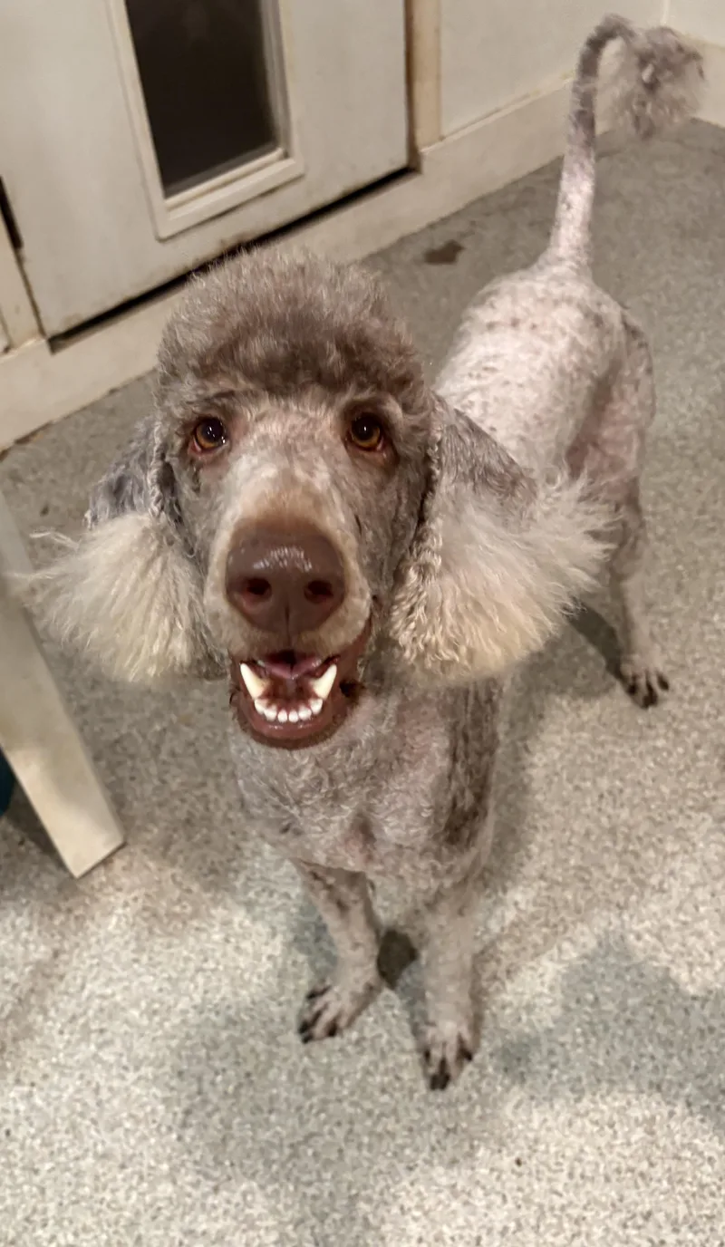 A young medium-sized female Standard Poodle dog named Makayla for adoption in De Pere, WI