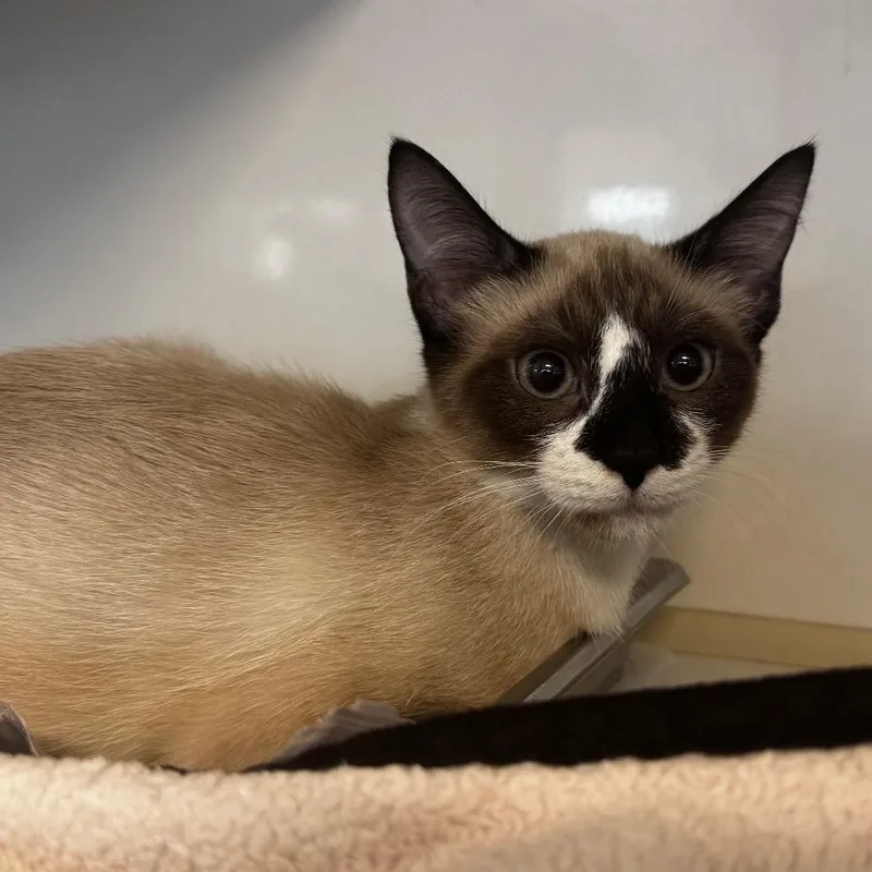 A young medium-sized male Cream / Ivory Siamese cat named Vanilla for adoption in Wheeling, IL