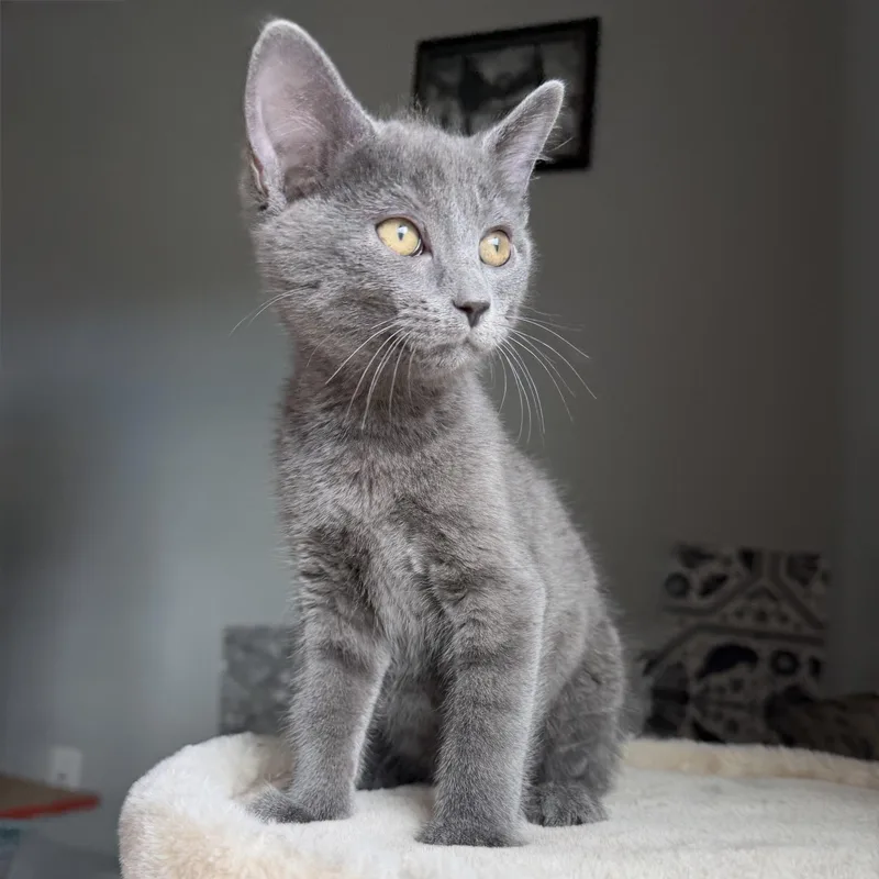 A baby medium-sized male Gray / Blue / Silver Domestic Short Hair cat named Dick Grayson for adoption in Seymour, TN
