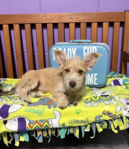 A young small-sized male Scottish Terrier dog named Cody for adoption in North Prairie, WI