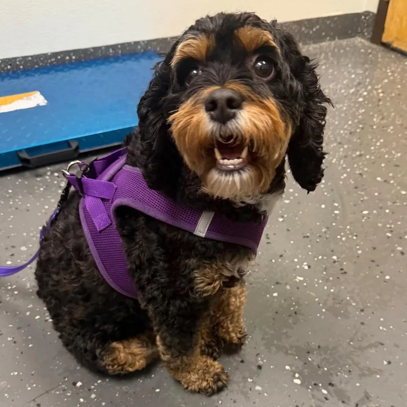 An adult small-sized female Black Mixed Breed dog named Zoey for adoption in Columbiana, AL