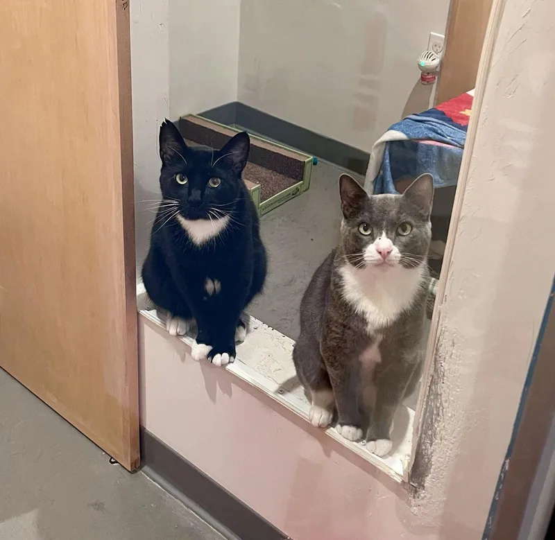A young medium-sized male Gray & White Domestic Short Hair cat named Jonas for adoption in Oakland, CA