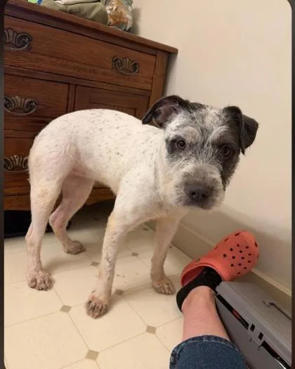 A young medium-sized female Fox Terrier dog named Panda for adoption in Clinton, MO