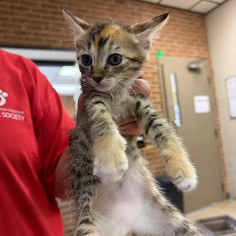 A baby small-sized female Torbie Domestic Short Hair cat named Trina for adoption in Birmingham, AL