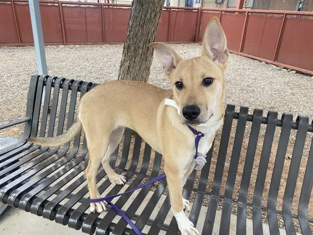 A young large-sized female Labrador Retriever dog named Pookie Pie for adoption in Phoenix, AZ