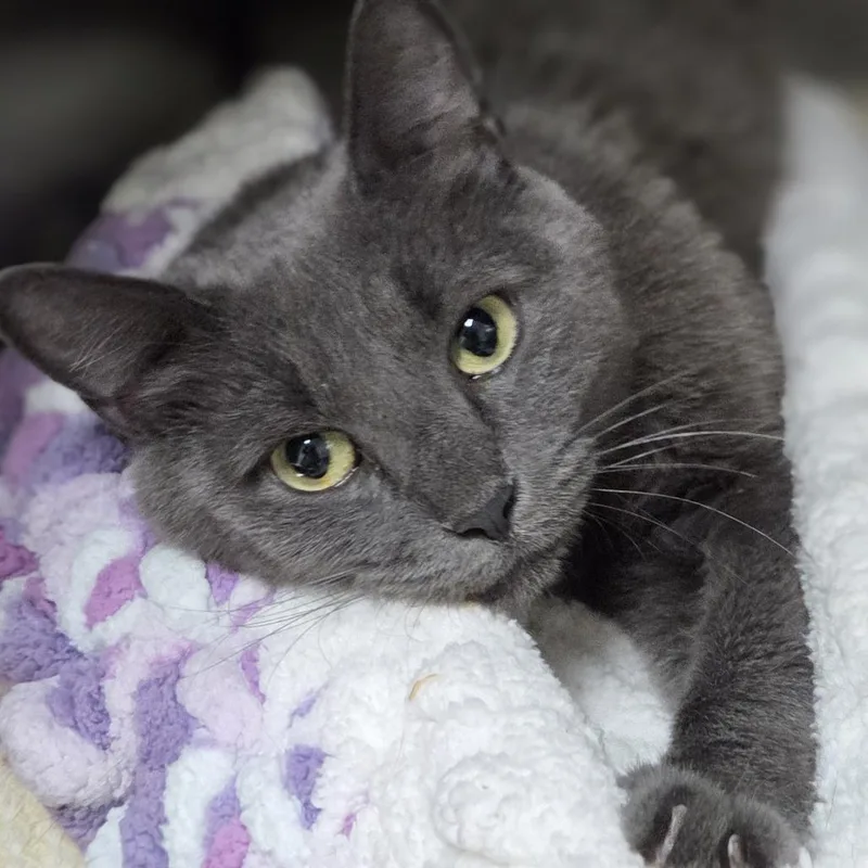 An adult medium-sized female Gray / Blue / Silver Domestic Short Hair cat named Trish for adoption in Pittsford, VT