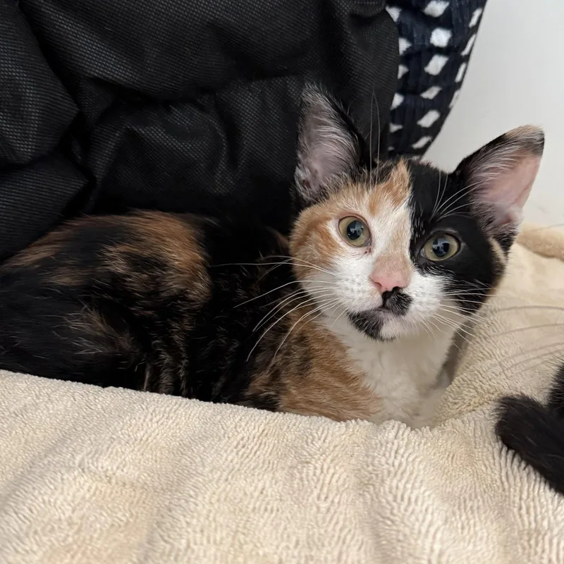 A baby small-sized female White Domestic Short Hair cat named Talia for adoption in Oakland, CA