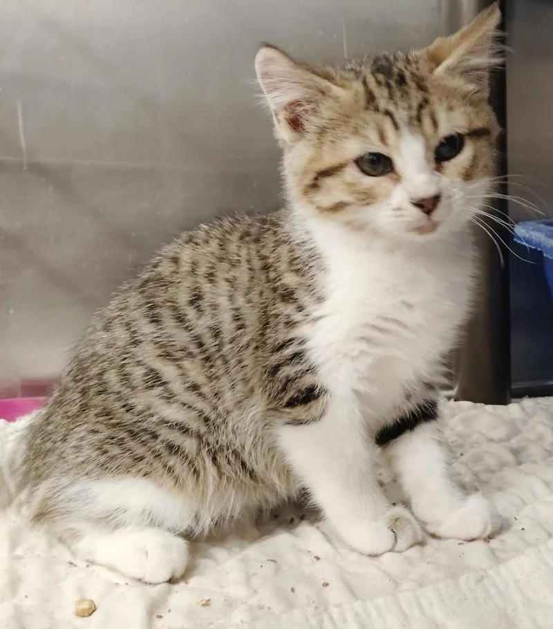 A baby small-sized female Domestic Short Hair cat named Acadia for adoption in Republic, MO