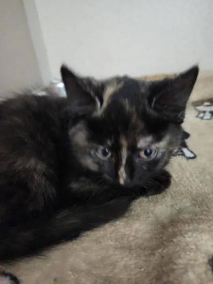 A young small-sized female Domestic Short Hair cat named Rizzo for adoption in Columbus, IN